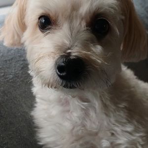 Meet your Posher, Caroline